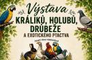 Výstava králíků, holubů, drůbeže a exotického ptactva 1